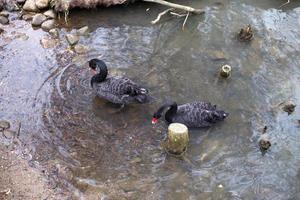 Preto cisnes estão natação em a lago foto