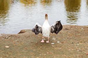 gansos caminhando perto a lago. Ganso abas Está asas seca penas foto