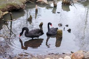 Preto cisnes estão natação em a lago foto