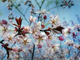 fechar acima grupo do selvagem himalaia cereja Flor flores, gigante tigre flores, branco sakura, prunus cerasóides, com azul céu fundo, seletivo foco foto