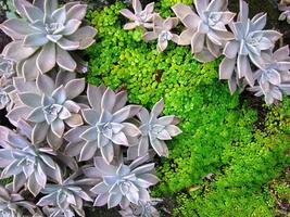 diretamente acima Visão grupo do graptopetalum paraguayense, fantasma plantar, mãe do pérola, murasaki, suculento plantar, simetria forma, com verde musgo foto