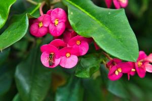 abelha levando néctar dentro a coroa do espinhos flor foto