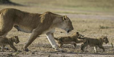 uma leoa e dela filhotes dentro masai mara nacional parque. foto