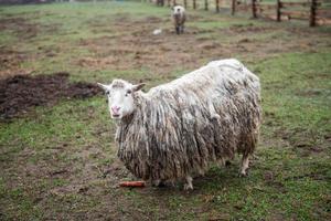 uma sujo britânico laticínios ovelha carrinhos dentro uma pasto foto