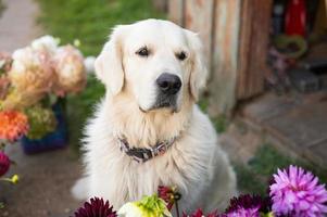 uma branco labrador retriever senta perto outono flores foto