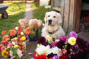 labrador retriever senta em a passos dentro a Vila perto a outono flores foto