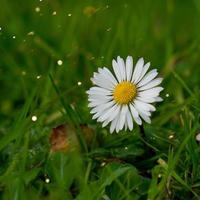 linda flor de margarida branca na natureza foto