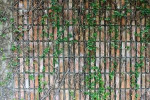 planta trepadeira verde crescendo em uma parede de tijolos foto