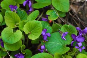 fechar acima doce tolet flores e verde folhagem conceito foto