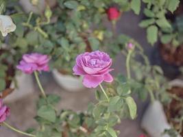 pastel colori rosas. conceito namorados de dia foto