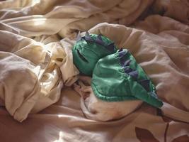 uma pequeno branco cachorro dorme enrolado acima em uma cobertor. foto