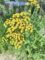 amarelo tansy flores foto