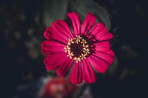 Rosa zínia flor, zínia plantar dentro a jardim foto