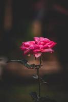 jardim rosa, Rosa vermelho rosa, rosa dentro a jardim, Bangladeshi jardim rosa foto