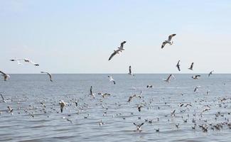 bando de gaivotas na água foto