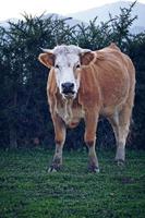 vaca marrom pastando no prado foto