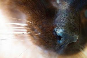 nariz de gato marrom foto
