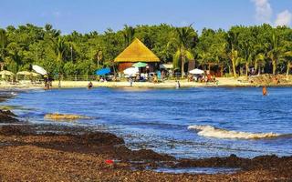 playa del carmen quintana roo México 2021 lindo caribe de praia totalmente imundo sujo desagradável algas marinhas problema México. foto