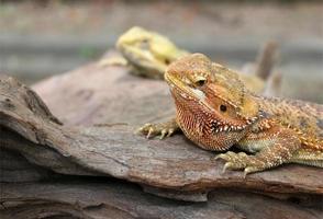 dois lagartos nas rochas foto