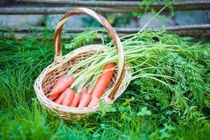 cesta com fresco cenouras foto