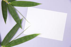 folha de bambu com cartão branco em branco foto