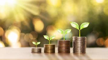 conceito de finanças e investimento de sucesso com árvores crescendo em moedas no fundo borrado da natureza verde foto
