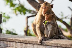 macacos em uma cerca foto