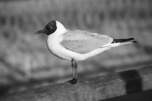 rindo gaivota fotografado dentro Preto e branco, em pé cais em a báltico mar foto