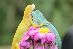 uma casal do amarelo e azul iguana , elas estão abraçando cada de outros em a topo do Rosa flores foto