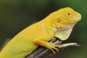 amarelo iguana em a árvore foto