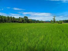 indonésio tradicional arroz agricultura panorama. indonésio arroz Campos. arroz Campos e azul céu dentro Indonésia. foto