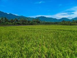 panorâmico Visão do lindo ensolarado dia dentro arroz Campos com azul céu e montanhas. foto