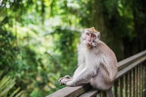 agradável balinesa macaco sentado em uma de madeira grade foto