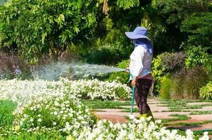 jardineiro mulher detém a aspersor mangueira para plantas rega a flores jardim ao ar livre foto