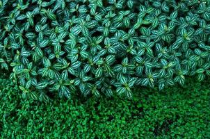 plantar incontáveis fresco e verde folhas ,muitos detalhes verde folhas parede fundo foto