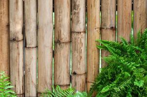 bambu parede com folhas samambaia plantas, bambu plantas para quadro, Armação fundo foto