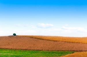 lindo verão panorama com dourado colheita dentro verão com brilhante azul céu para fundo, seco milho amarelo campo e verde Relva com grande árvore foto