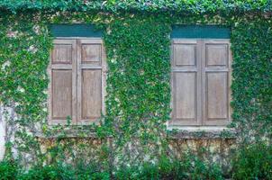 fechadas madeira janela e uma parede coberto com hera, madeira janela e verde rastejador plantar em parede foto