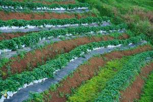 fazenda de morango, fazenda agrícola de campo de morango na tailândia foto