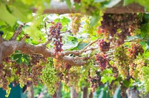 cachos de uvas para vinho pendurados na videira com folhas verdes no jardim foto