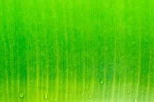 orvalho gotas em verde folhas, verde folha textura para fundo foto