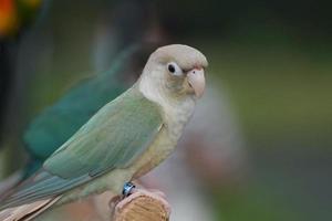 verde bochecha conure turquesa abacaxi cor às natural borrão fundo, a pequeno papagaio do a gênero pirrura, tem uma afiado bico. foto