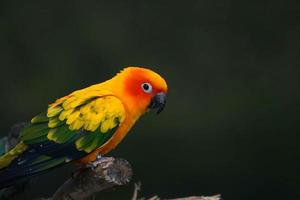 Sol conure papagaio ou pássaro lindo em borrão fundo foto