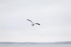 pássaro voando gaivota isolado símbolo do céu do conceito de liberdade. gaivota branca no céu foto
