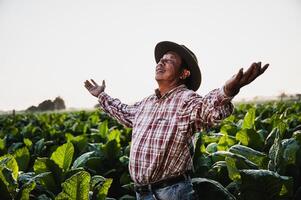 agricultor sênior asiático trabalhando na plantação de tabaco foto