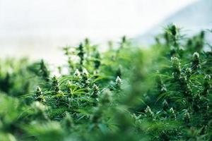 erva de fundo de cannabis orgânica na fazenda. folhas de cannabis de uma planta, fazenda de cannabis. negócio de cannabis e conceito de medicina alternativa. foto
