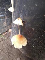 cogumelos falso querida fungo em uma toco dentro uma lindo outono floresta.grupo fungo dentro outono floresta com folhas.selvagem cogumelo em a abeto toco. outono Tempo dentro a floresta. foto