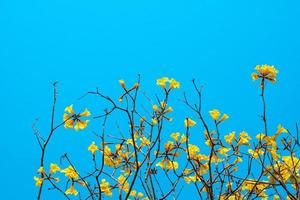 dourado árvore flores em a dia azul céu fundo, amarelo flores a em forma de xícara cálice é peludo Castanho. a pétalas estão conectado para Formato uma em forma de trombeta tubo. natureza fundo conceito foto