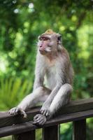 fofa macaco sentado em uma de madeira corrimão. foto