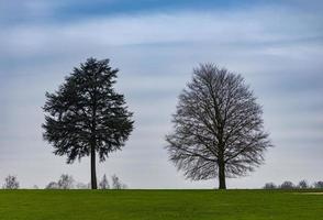 solidão em a Prado. dois solitário árvores em Prado foto